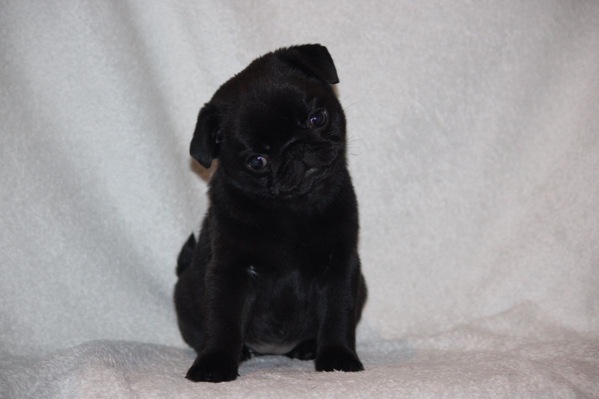 Chiot carlin femelle