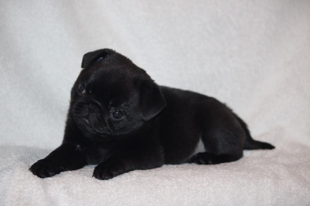 Chiot carlin femelle