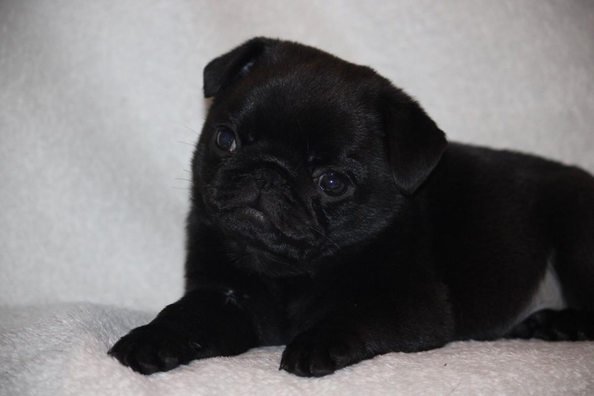 Chiot carlin femelle