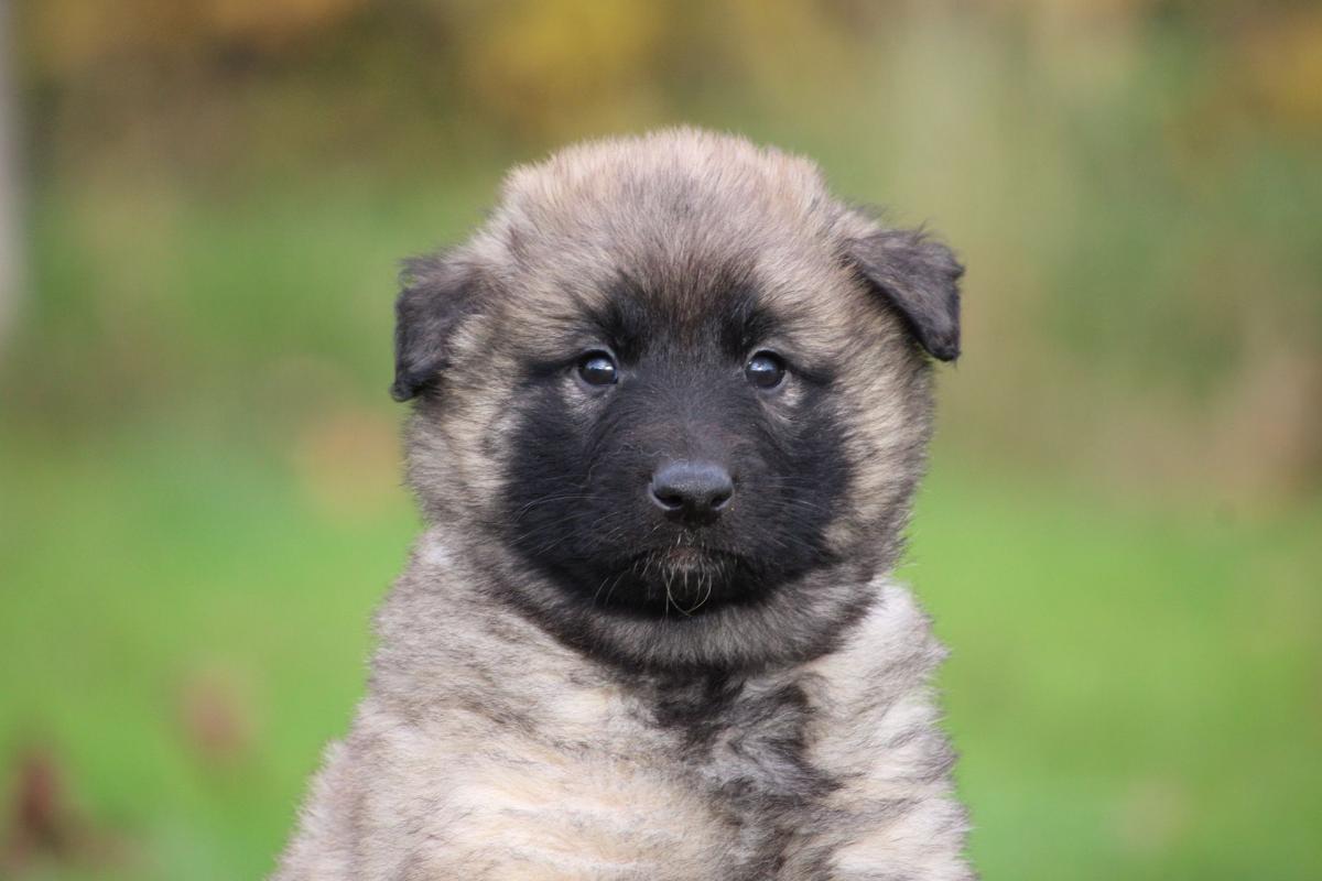 Chiot berger belge tervueren