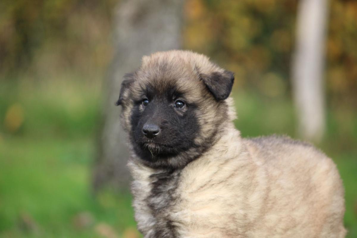 Chiot berger belge tervueren