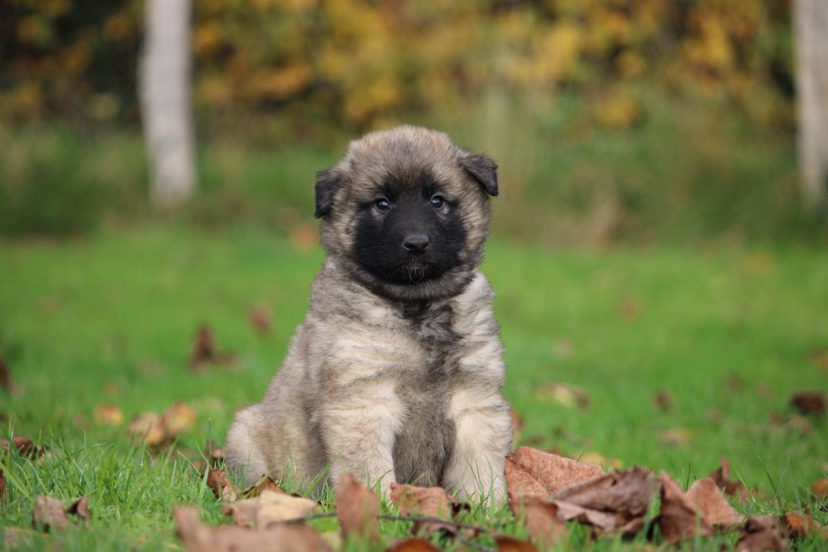 Chiot berger belge tervueren