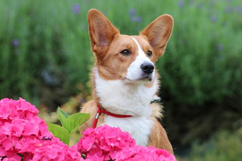 ULOTTE DE LA BERGERIE DES BONS SOINS