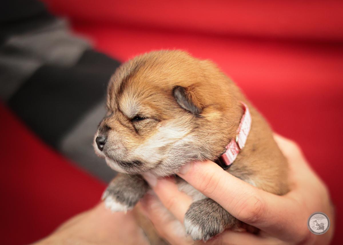 Femelle Shiba rousse Lof et Nippo