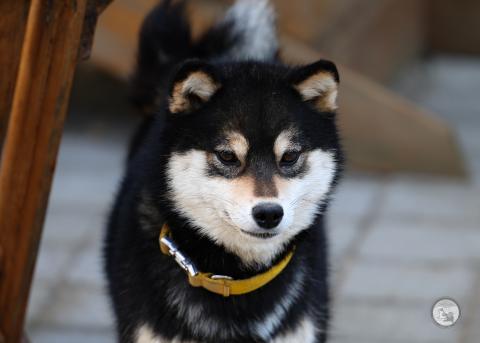 UZUME GO SAKURA KENSHA