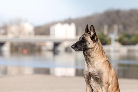 OBLADI-OBLADA DE LA BERGERIE DES BONS SOINS