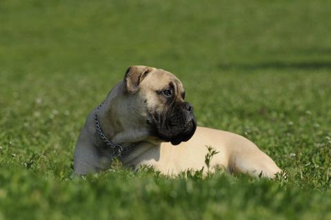 Race de chien