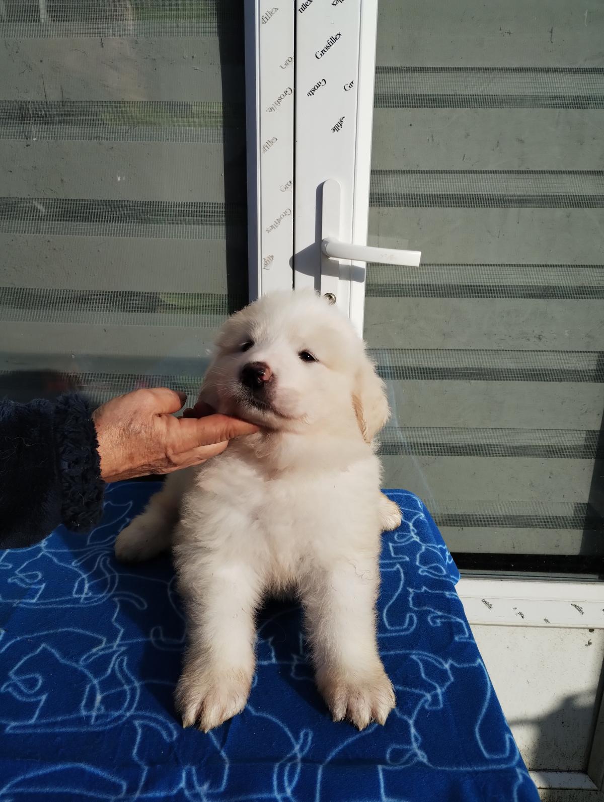 Magnifique femelle collier orange