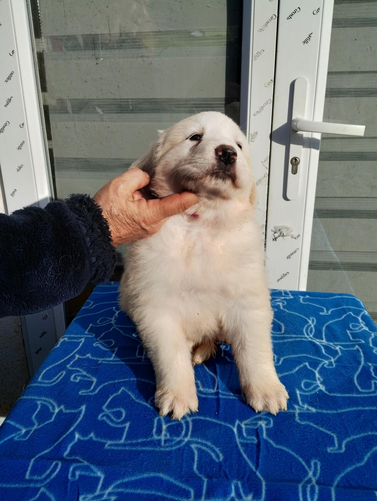 Femelle collier marron rose