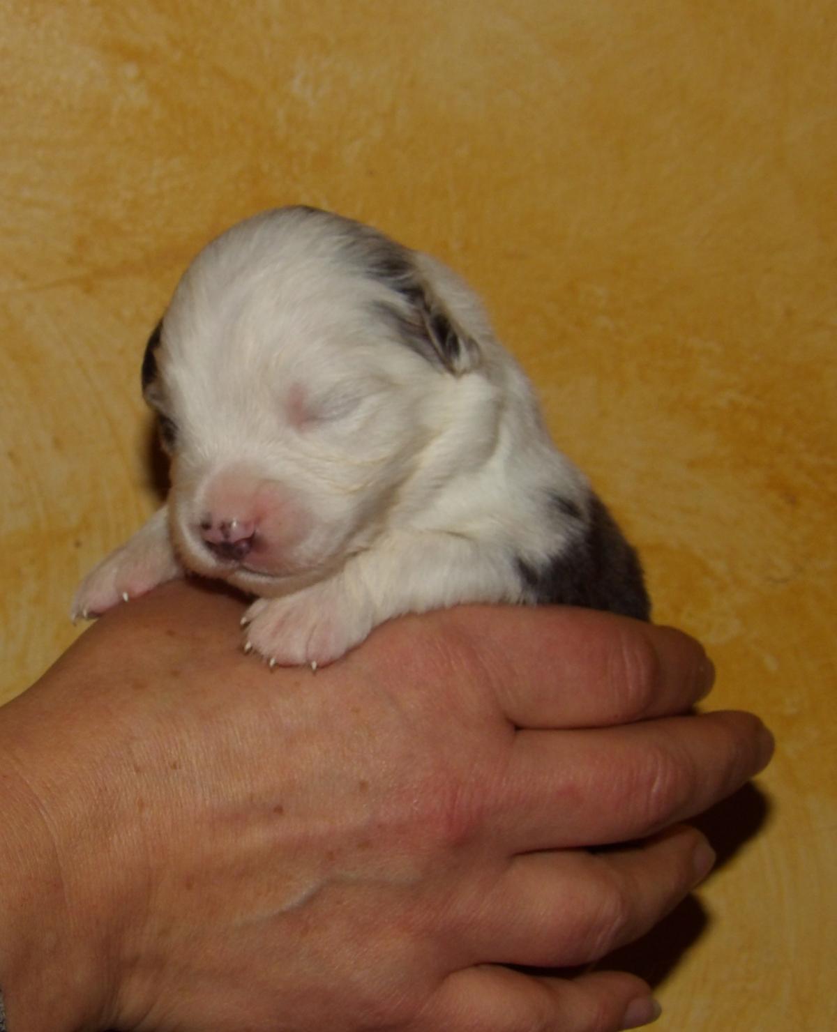 Chiot berger américain mâle