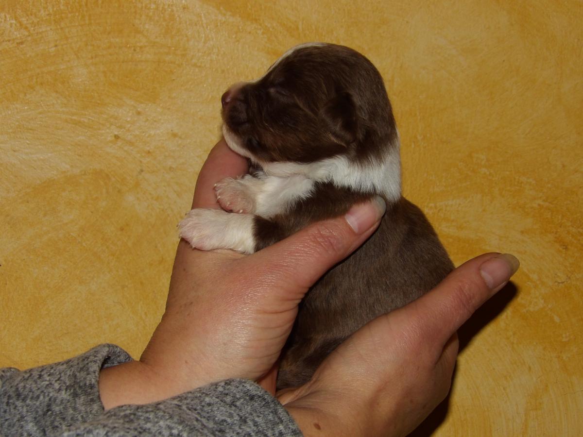 Chiot berger américain mâle