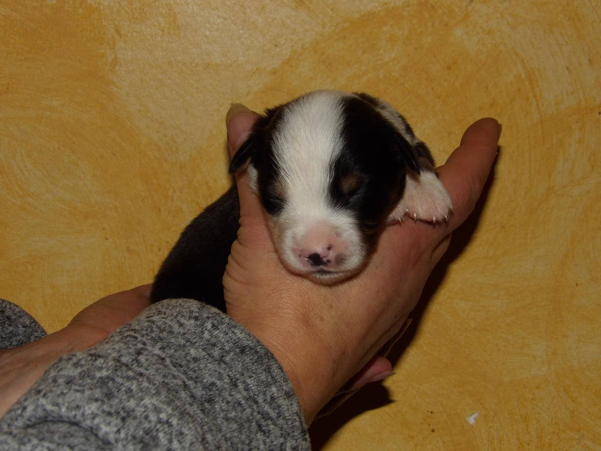 Chiot berger américain mâle