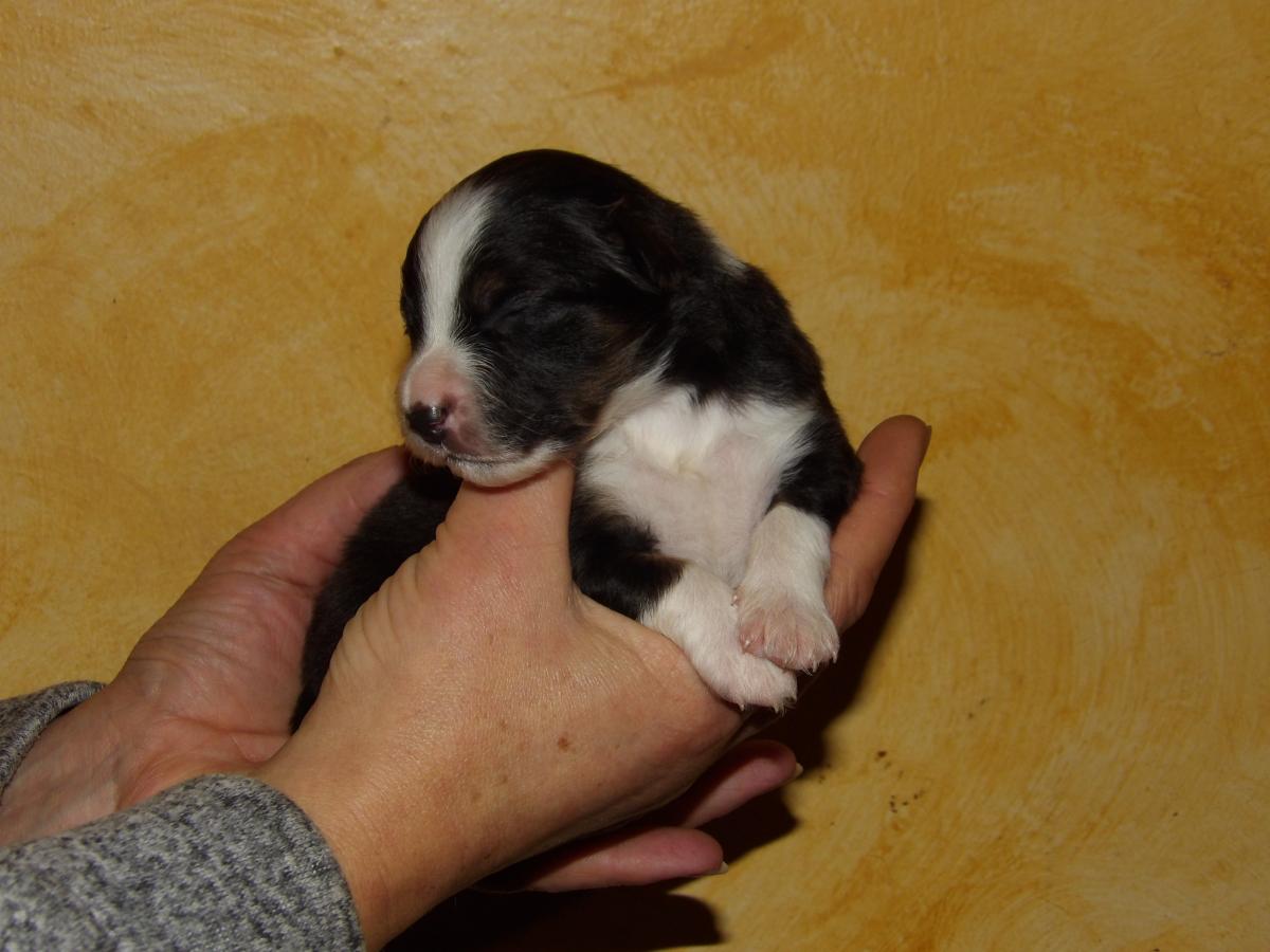 Chiot berger américain mâle