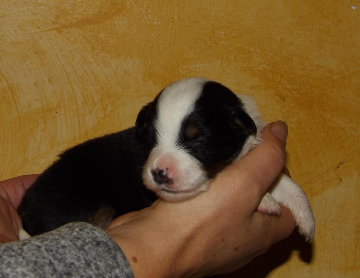 Chiot berger américain mâle