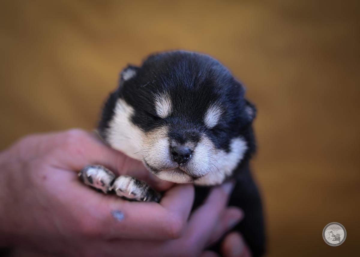 Mâle Shiba Noir et Feu Lof et Nippo