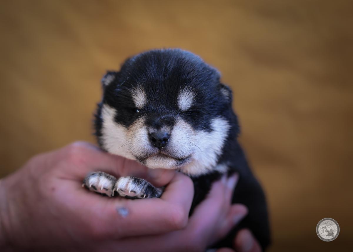 Mâle Shiba Noir et Feu Lof et Nippo
