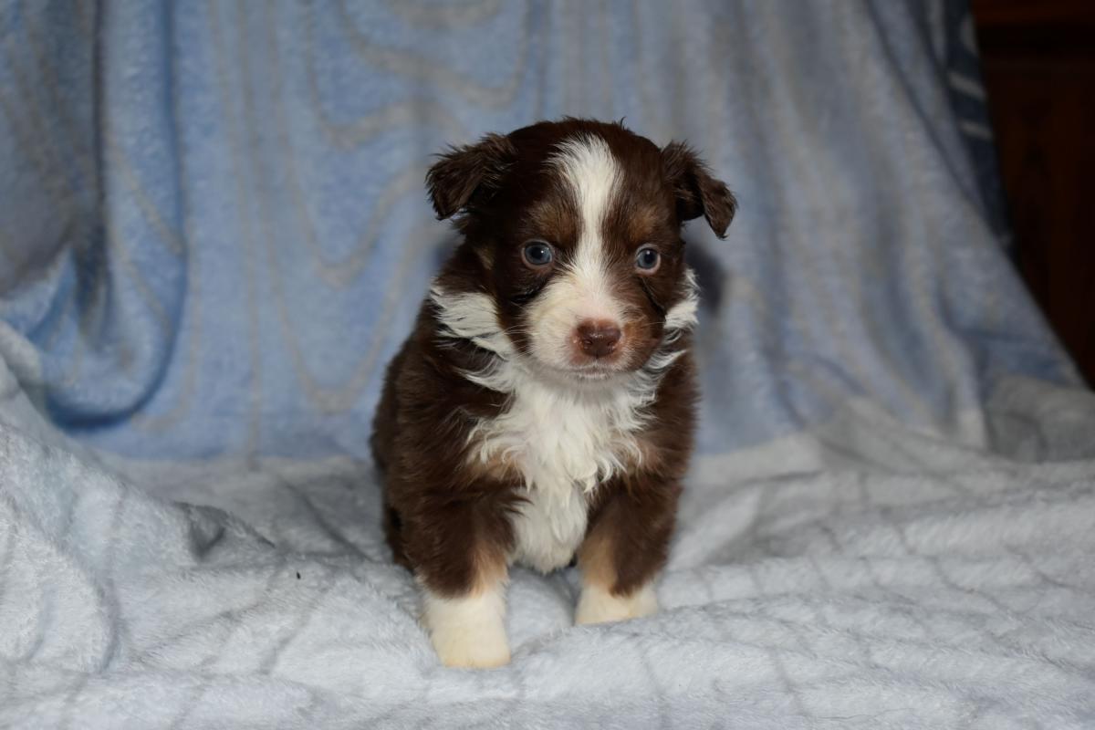 Chiot mâle rouge tricolore