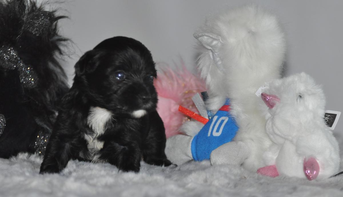 terrier tibétain LOF