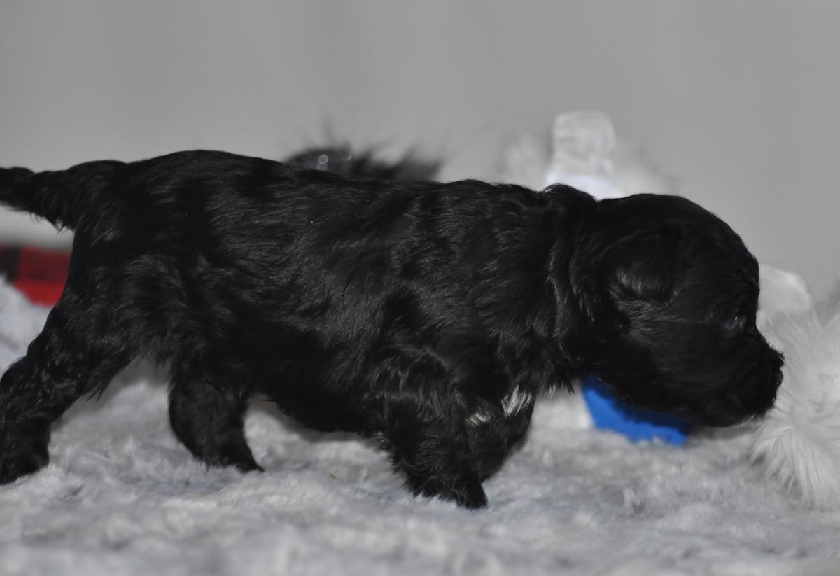 mâle terrier tibétain LOF