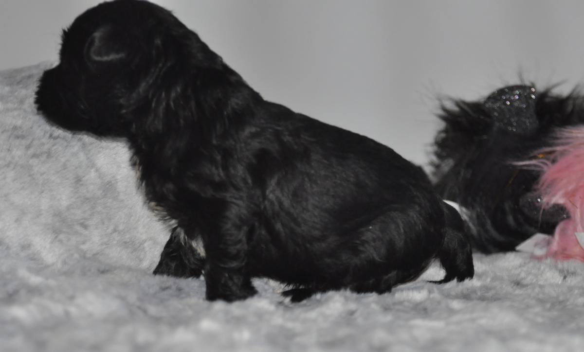 mâle terrier tibétain LOF