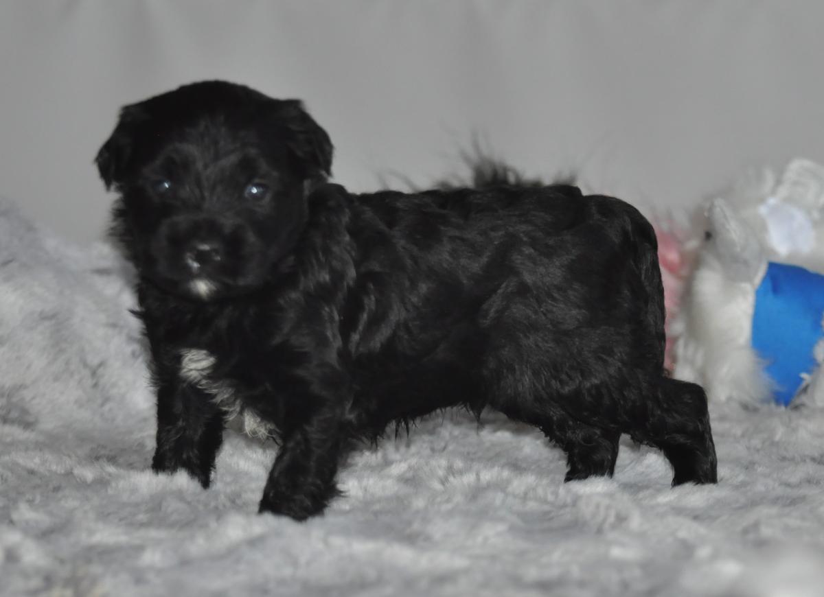 terrier tibétain LOF mâle