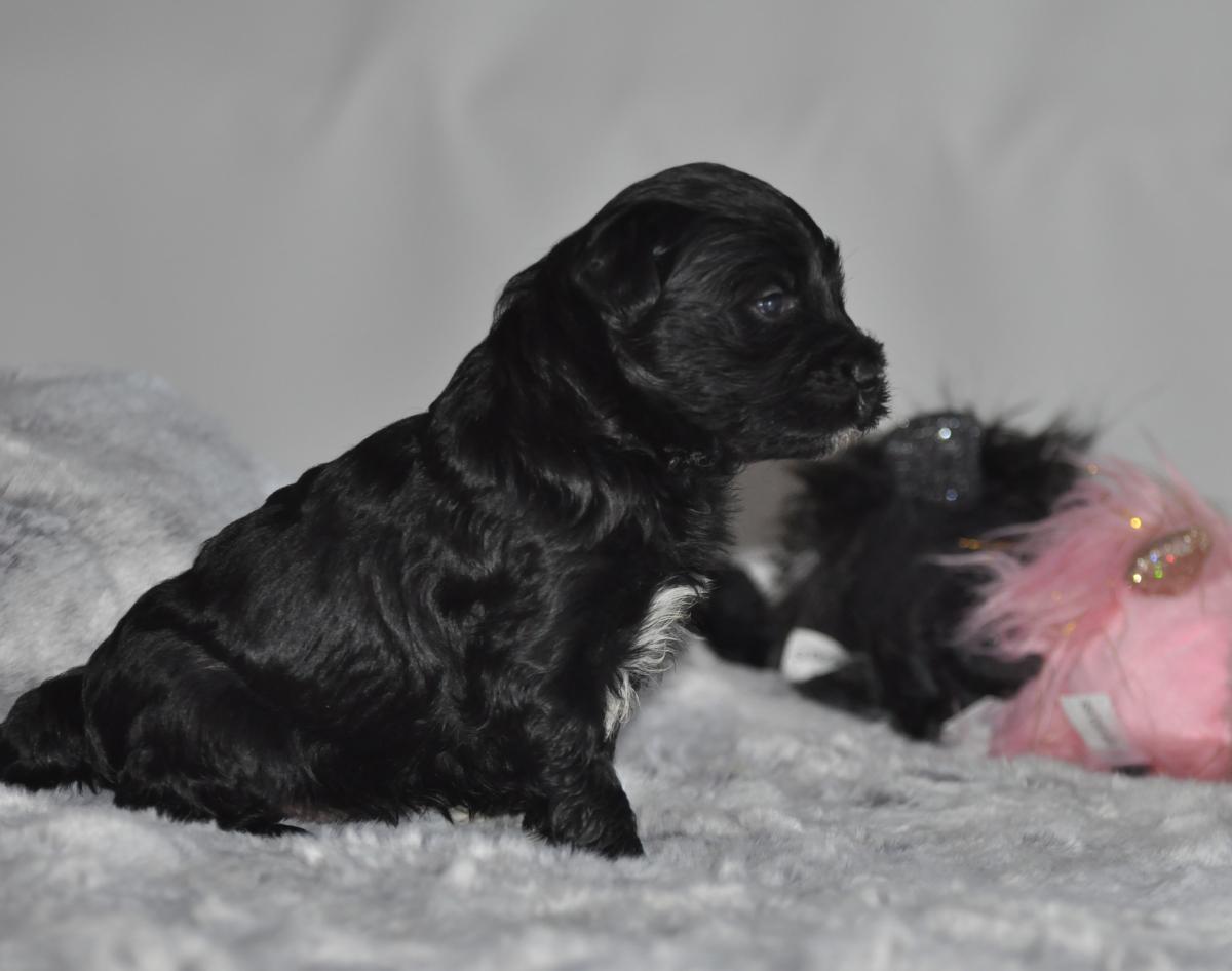 terrier tibétain LOF mâle