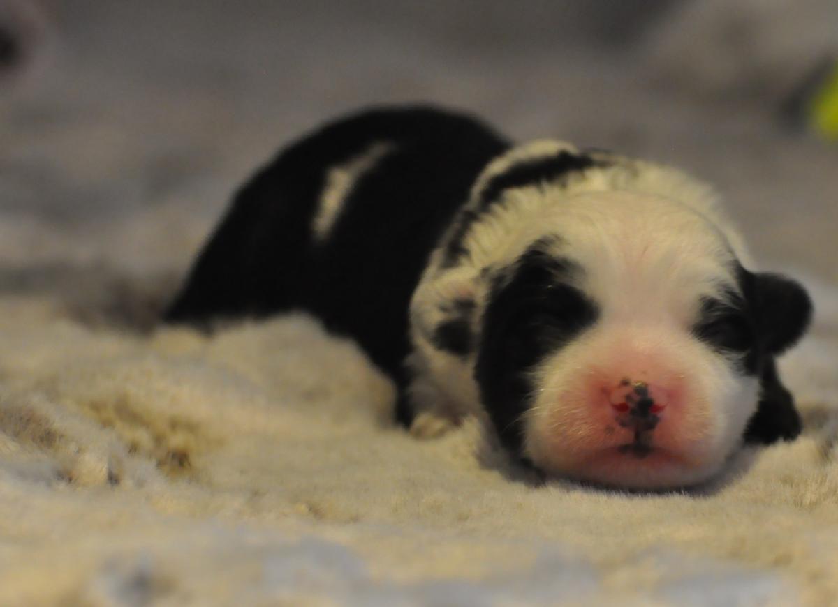 superbe terrier du Tibet LOF