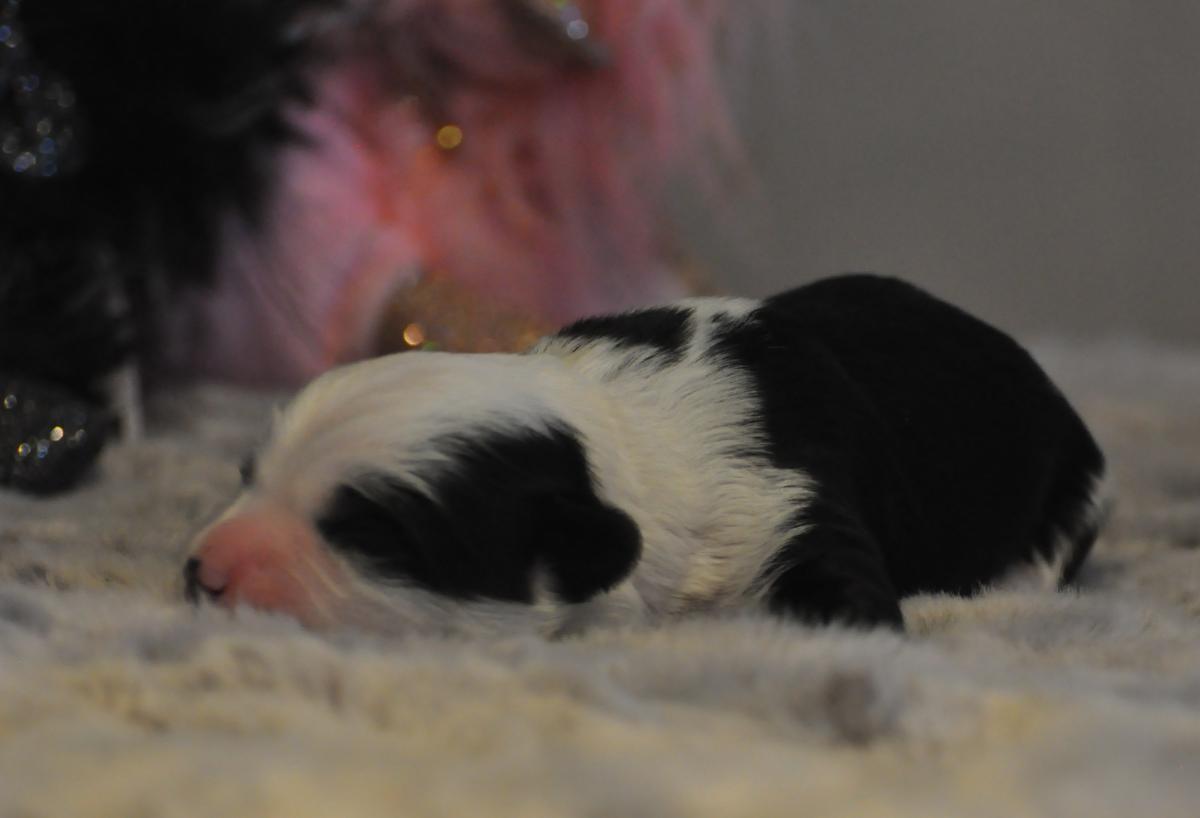 superbe terrier du Tibet LOF