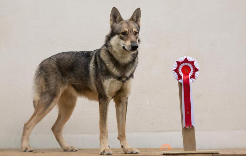 PRIDE O F FLEUR FRIGG DES TERRES DU VALHALLA