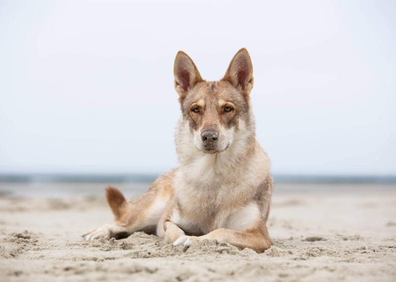 LET'S-GO-TO-ASGARD OOKAMI KODOMO