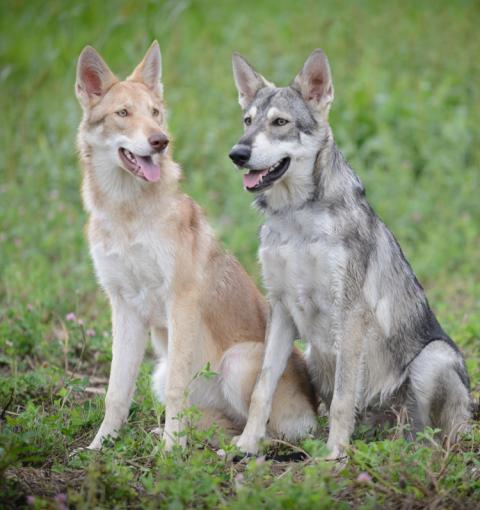 Race de chien