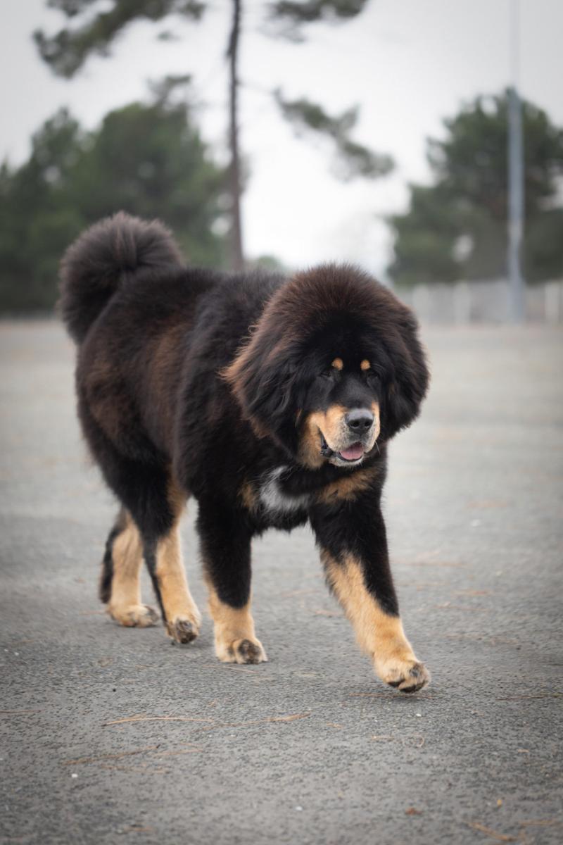 I GESHE GELUGPA DES PLAINES DE L'ITON