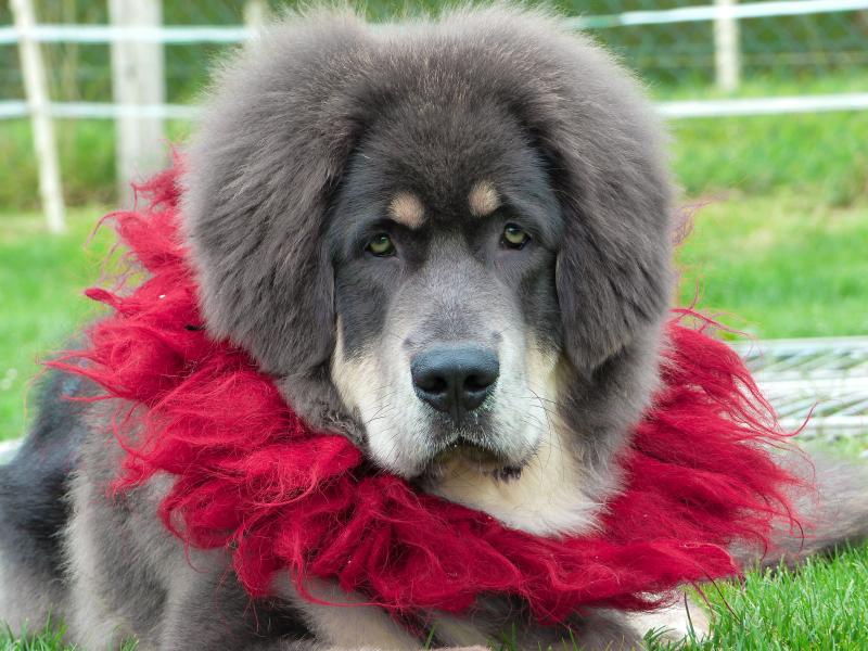 V'SENGHE INDRANILA GELUGPA