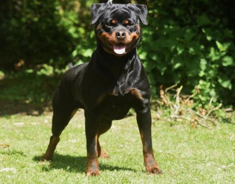 TEXIE VOM OWANE'S PARADISE