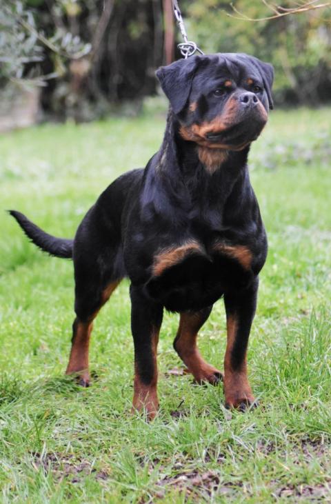 SAORI DES TITANS NOIRS ET FEUX