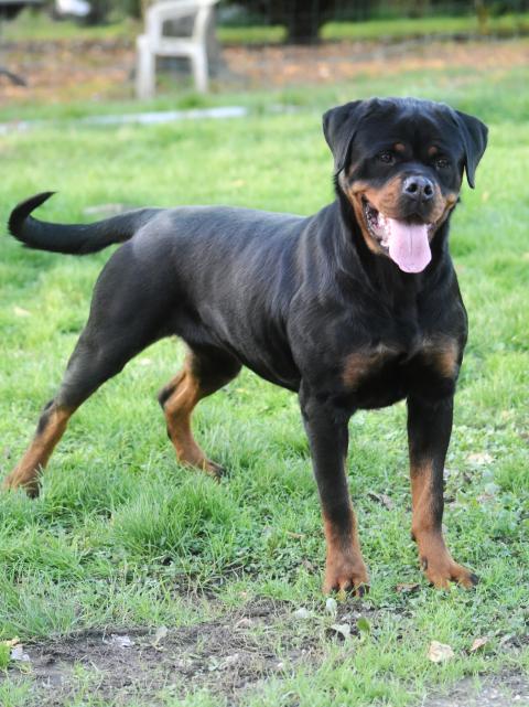 UNA CHICA VOM OWANE'S PARADISE