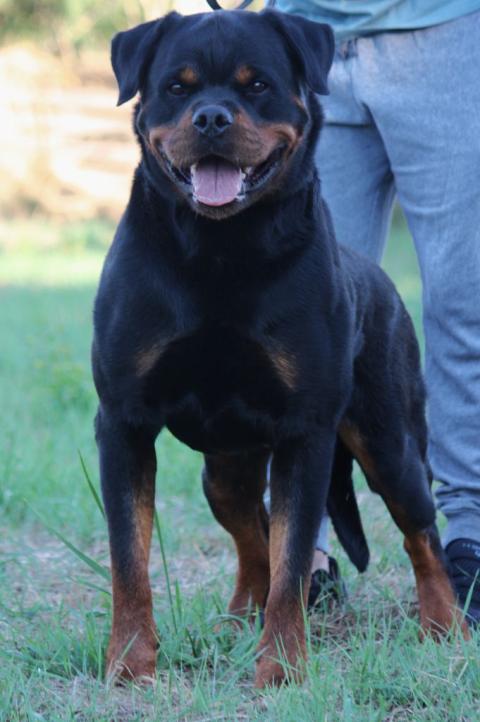 EINSTEIN FROM PRIMO'S IMPERIUM