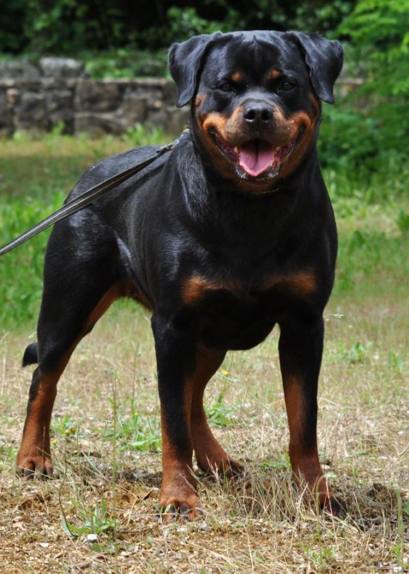 O'CHELSEA VOM OWANE'S PARADISE