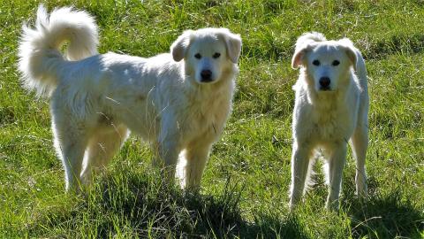 Race de chien