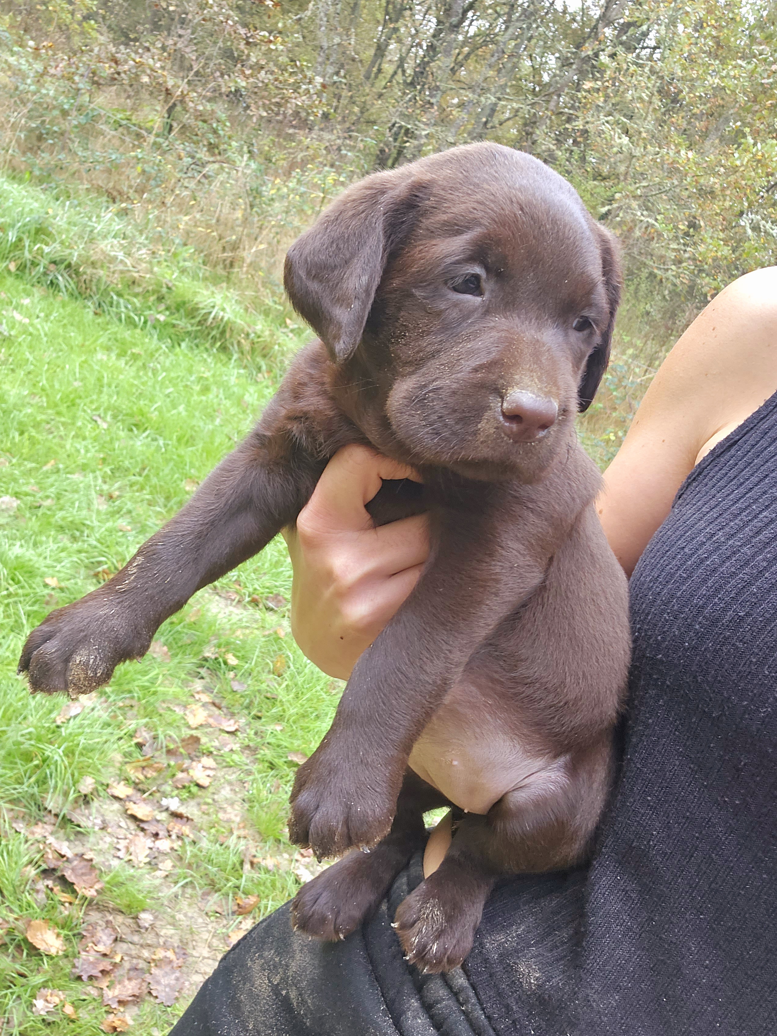 Chiots Labradors LOF