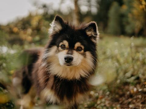 Race de chien