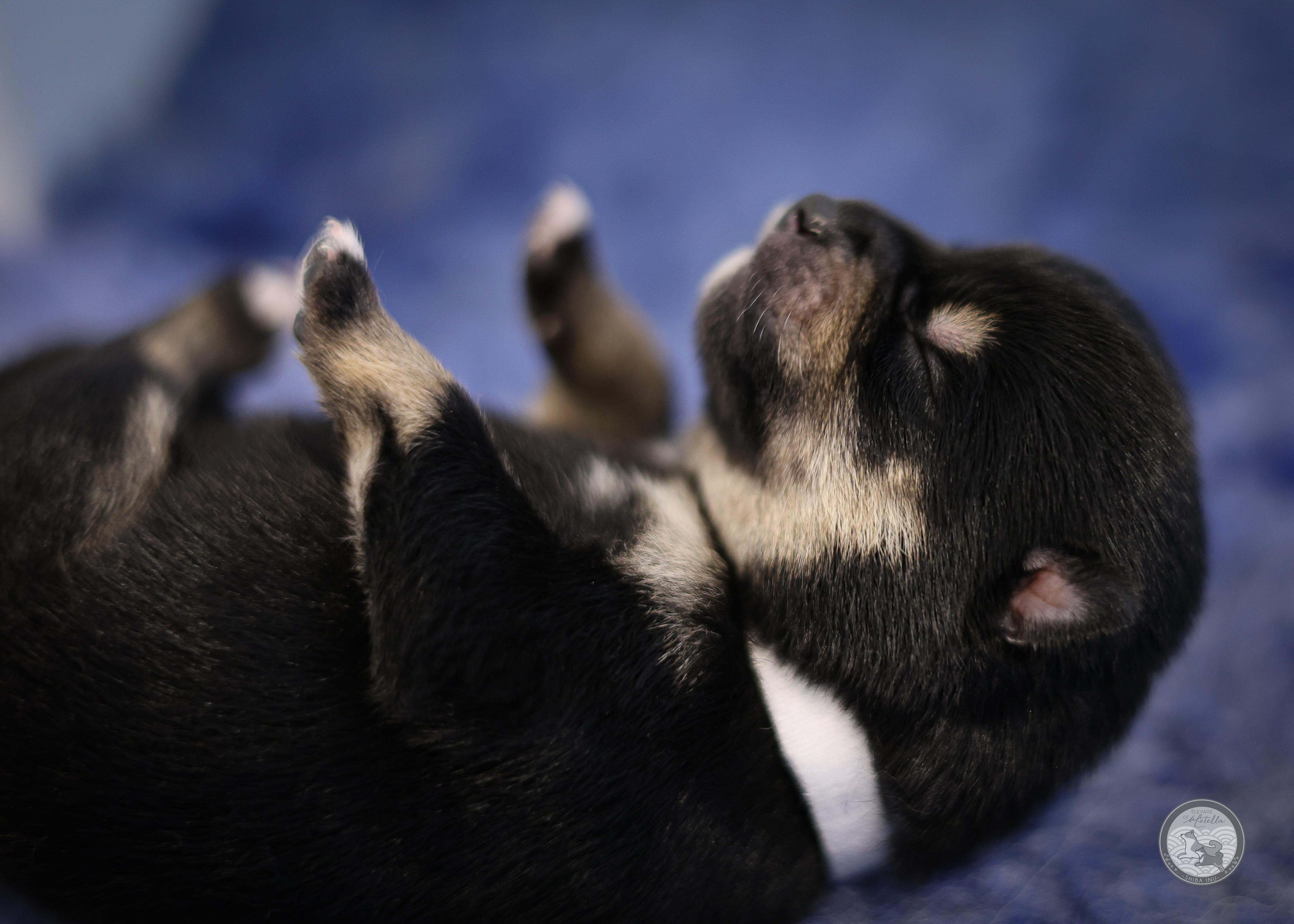 Chiot Shiba mâle 1 noir et feu