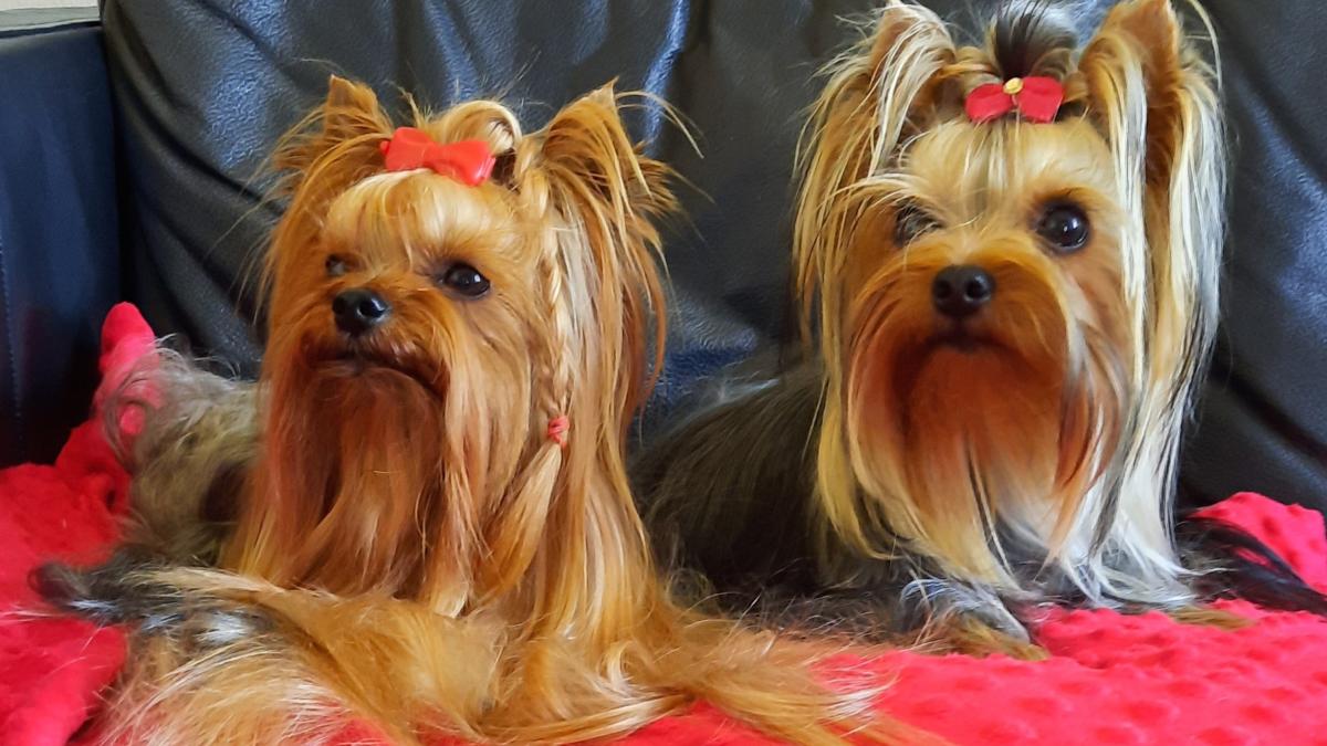 DU DOMAINE DE NEVERLAND