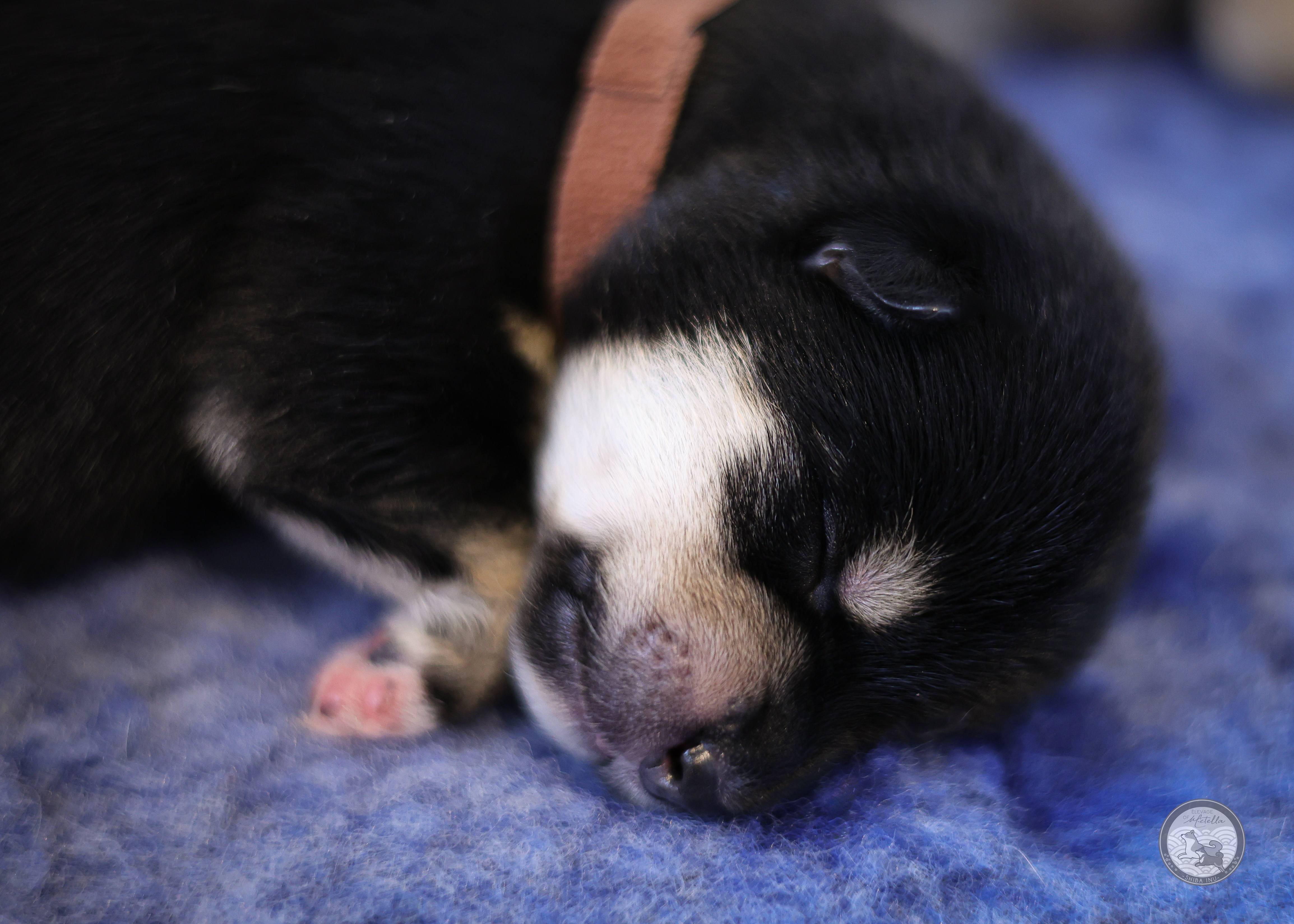 Chiot Shiba mâle 2 noir et feu