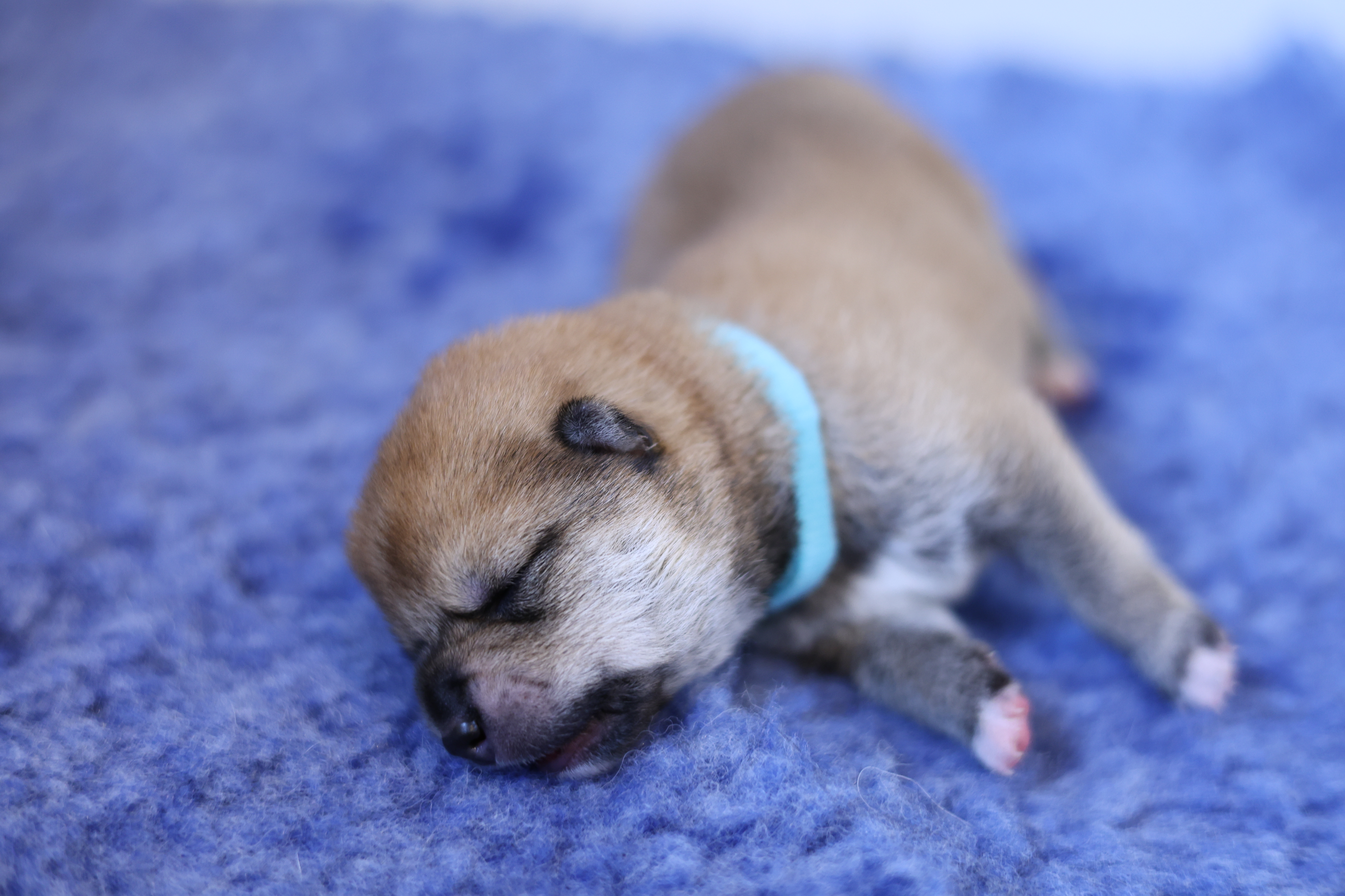 Chiot Shiba mâle 4 roux