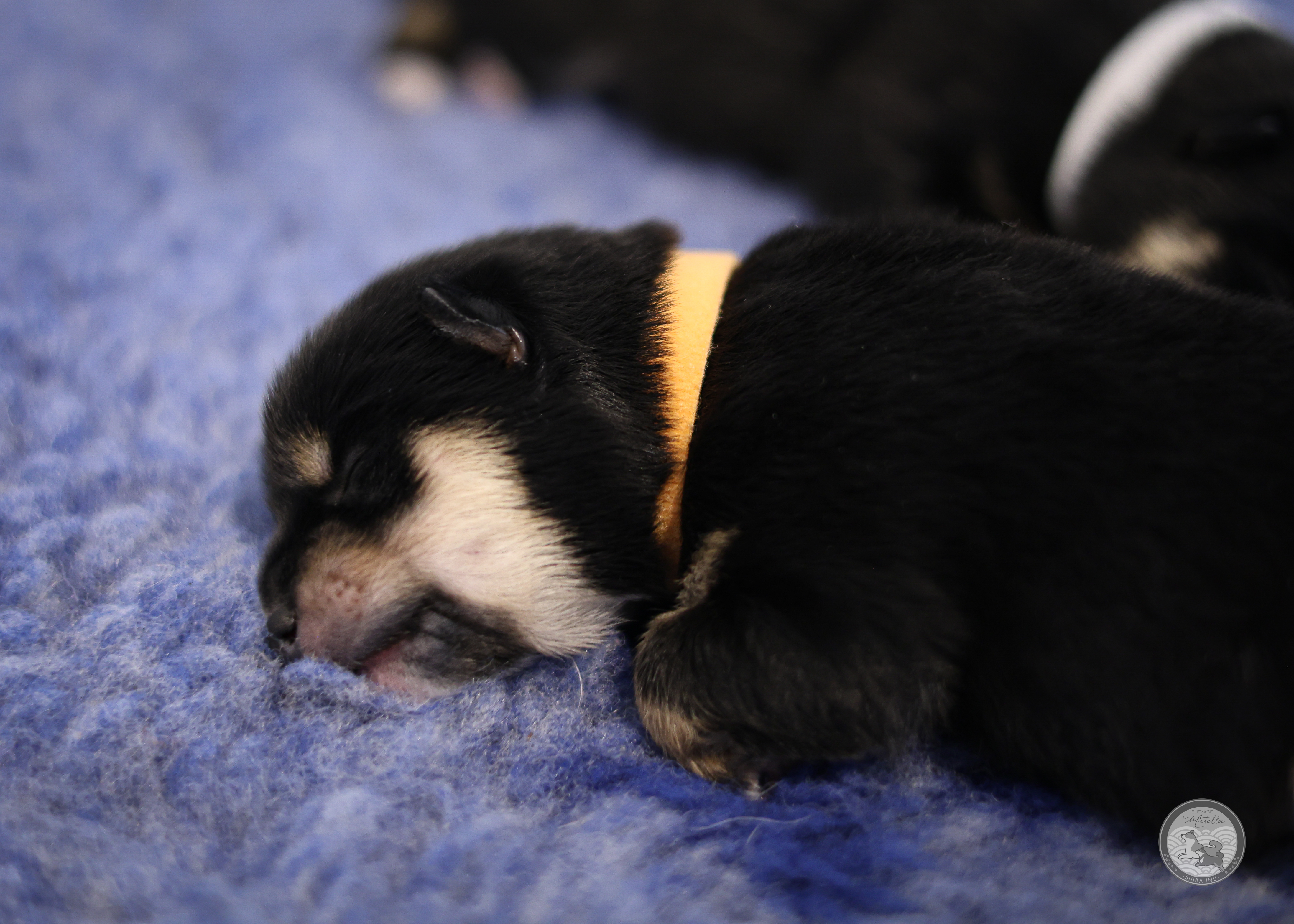 Chiot Shiba 5 femelle noir et feu