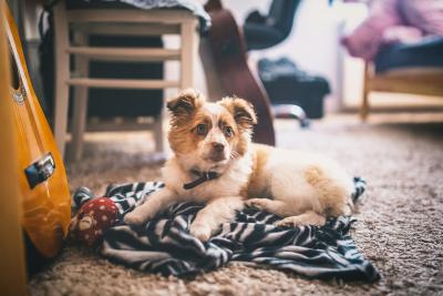 Préparer votre maison pour l'arrivée d'un nouveau chien