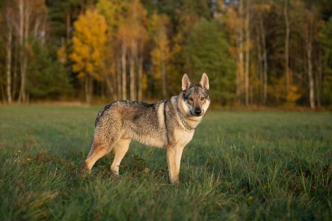 Race de chien