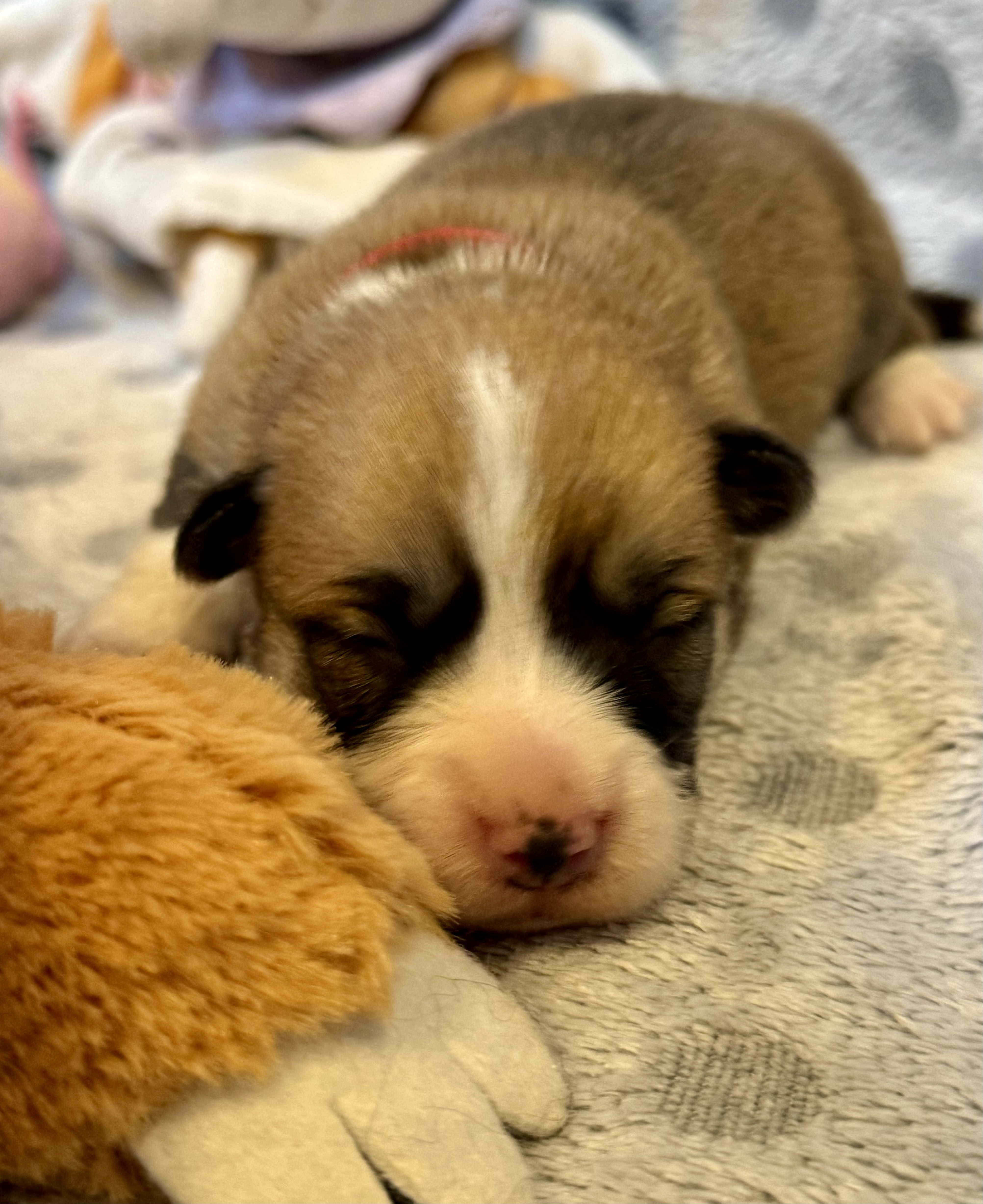 CHIOTS WELSH CORGI PEMBROKE