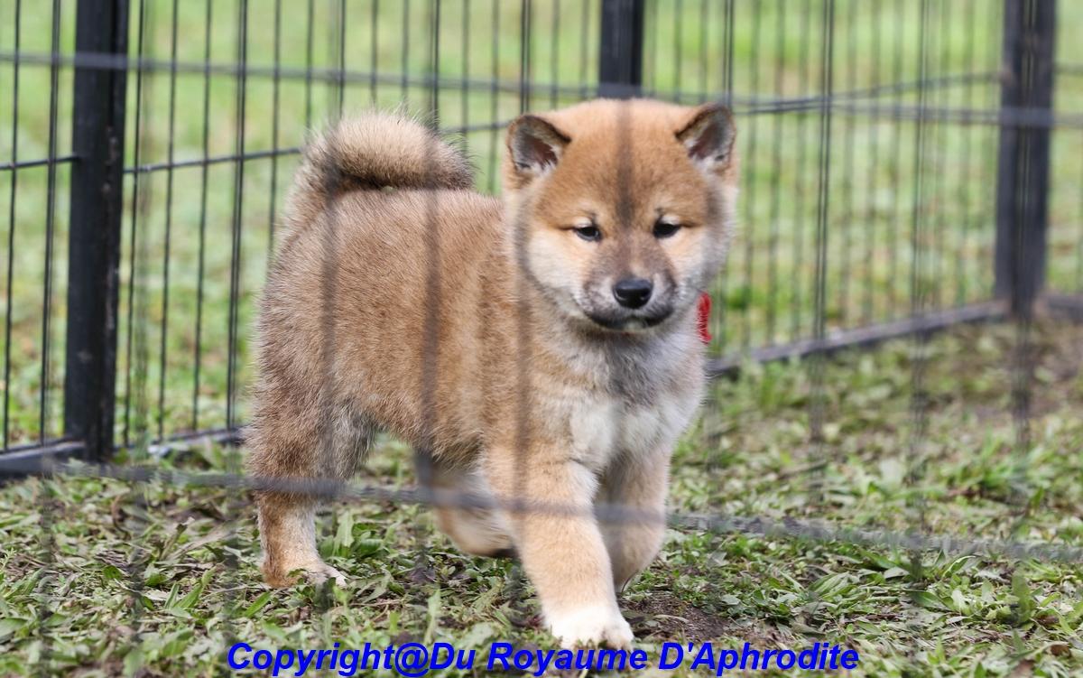 Shiba Inu LOF